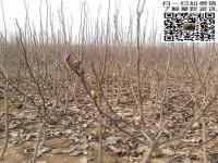 紫玉兰_价格_图片_产地_最新行情