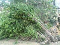 金银木_最新价格_金银木产地_基地图片